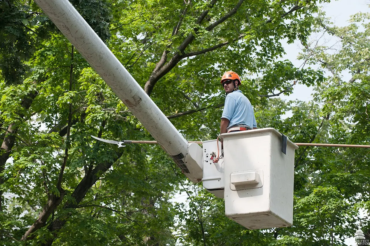 Élagage en nacelle